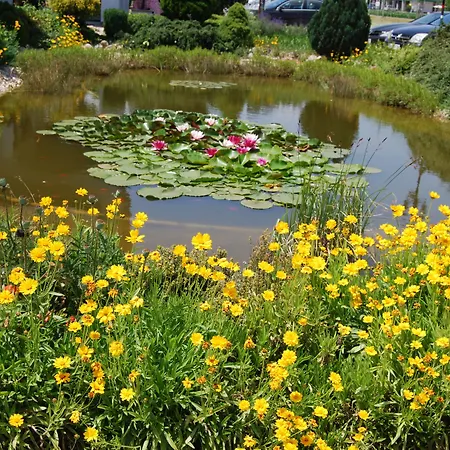 Guest house Rigotanya Relax & Wellness Panzio Buekfuerdo 4*